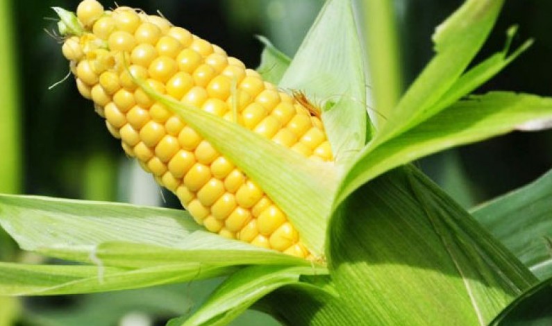 OGM divieto coltivazione su suolo italiano: firmato Decreto dai Ministri De Girolamo, Lorenzin e Orlando