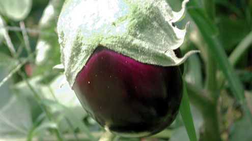 egg-plant-melanzana-dieta-mediterranea