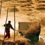 L'Agricoltura Italiana