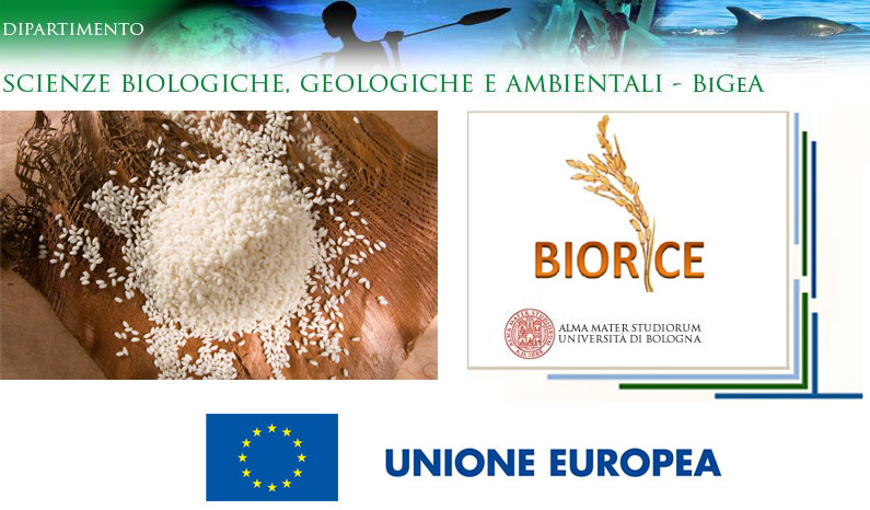 biorice-progetto-universita-bologna-europa