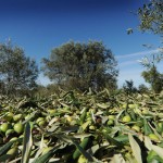 master-dieta-mediterranea-sostenibilita-ambientale-dieta-mediterranea-universita-calabria-dibest-luana-gallo