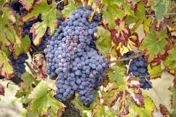 Agricoltura: vendemmia, grappoli di uva nera