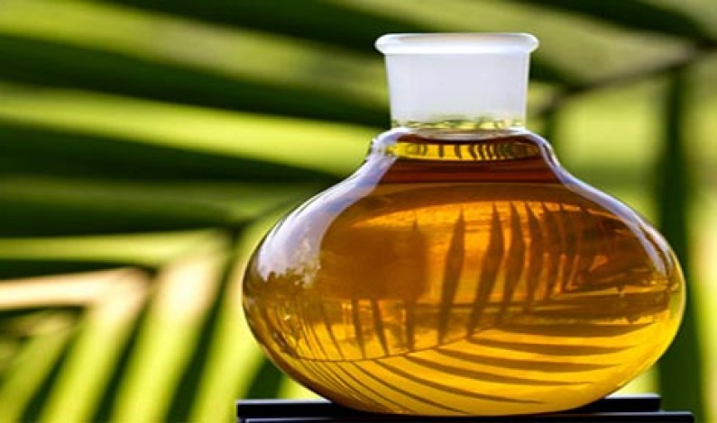 Food: Olio di Palma Pericolo Verde e coltura insostenibile
