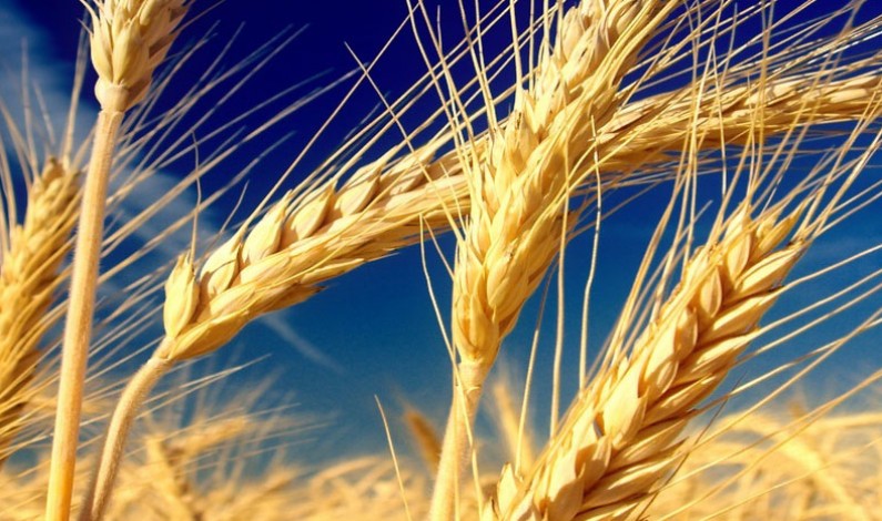 Agricoltura in Veneto: stanziati 3,3 mln di Euro per danni 2012